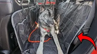 Protect Your Back Seat From Your Dogs With THIS Dog Car Seat Cover