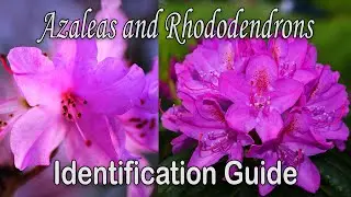 What's the difference between Azaleas and Rhododendrons - Plant Identification Guide