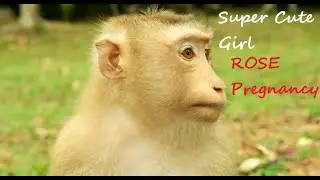 Young Pregnancy Pigtail Monkey ROSE Super Cute, Healthy Pregnancy monkey Rose