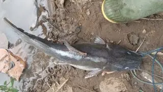 Josjis✌️ ,,,,Tarikan ikan baung spesial arus deras bikin Senang hati bolo🙏maknyus klepek-klepek 😁
