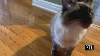 Marvin's Minute: Can Marvin learn tricks?