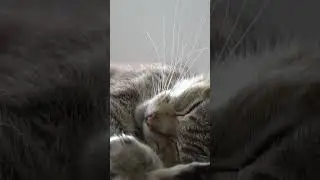 Cat 🐈 🐈‍⬛ 🐱 #cat #cats #animal #animals #short #shorts #naturethe @naturethe