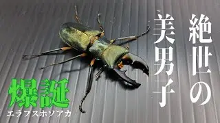 【クワガタレビュー】エラフスホソアカ編　#Cyclommatus elaphus