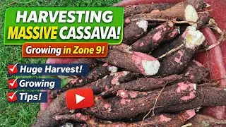 Harvesting Huge Cassava Tubers (Yuca) from my Backyard Garden