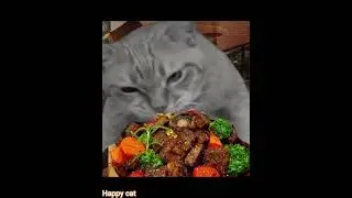 Happy cat eats!!!