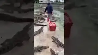 This Fearless Man Walks Among Hungry Crocodiles! 🐊 Incredible Footage Inside! 😱