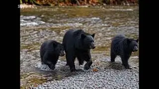 Bear vs. Salmon! The Ultimate River Hunt 🐻🔥