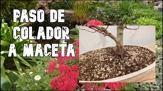 Trasplante de Acer palmatum deshojo - De colador a maceta