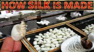 How Silk is made from Silkworms in English |