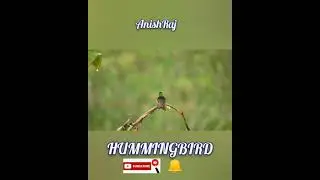 # Excellent  Birds Bathing  video  /  Marvelous  Birds  # Shorts