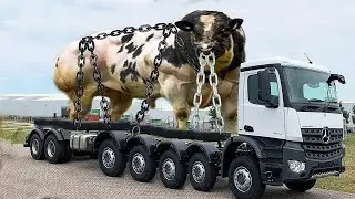 Revolutionary Milking System Smart Calf Transportation Stunning Ladies Live Straw Stacking