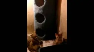Pantherette kittens