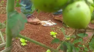 Biogas slurry