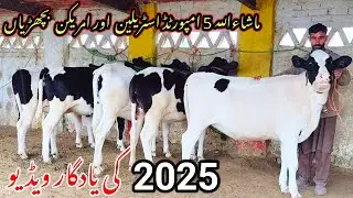 PK Janwar Tv || 5 imported Australian Friesian Jersey Bachria| Fresh Rate Update||31 December 2025||