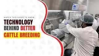 Watch This Video to Know the Technology Behind Better Cattle Breeding