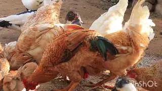 Common village animal diseases in portly and proposed treatment