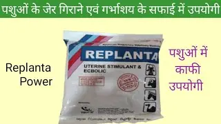 Replanta Power: गाय भैंस बकरी के जेर गिराने एवं गर्भाशय के सफाई में उपयोगी||सबसे अच्छा पाउडर