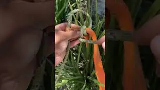 The best knot to join rope and strapStrong and reliable#KnotSkills #SecureTie #ProTechnique