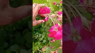 desi Gulab Ka paudha Kuch Is Tarah Hota Hai dekhiae English Gulab aur desi Gulab ke pahchan