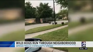 Wild hogs run through neighborhood