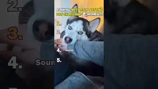 Ranking Best Stop Petting Dog Challenge Moments