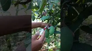 Mango injection farming pus#injection #farming #medicine #viralvideo