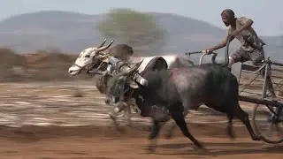 Young khillar Seed bulls running the race at Tadas bullock cart race