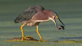 Captivating Nature & Wildlife: Eye-catching Bird and Animal Photography Slideshow
