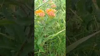 Name that #prairie #flower