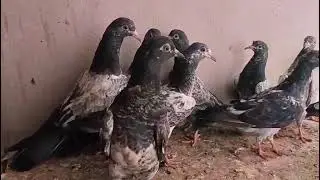  टेडी गोल्डन बच्चे सेल जिस भाई को चाहिए कॉन्टेक्ट करे 9634691389 चेनल को सबस्क्राइब करे 
