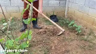 57 ,part 2 How to process rural cooking and growing Aloe vera ,cabbage in my small garden~rural life