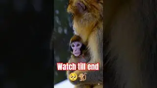&ldquo;This Baby Monkey Sneezed&hellip; You Won&rsquo;t Believe What Happened Next 😳🐒❄️&rdquo; #shortsfeed #youtubesearch #ai