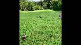 Animal Edventure - Watch Olivia #Otter stop &ask AddieMay to come along-Animals are just like human