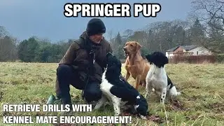 Developing Retrieve Drive in my Young Spaniel