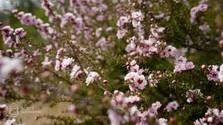 Spring Cleaning Meditation