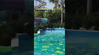 Royal Caribbean&rsquo;s Perfect Day at Coco Cay Splashaway bay slides # Shorts