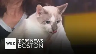 The Cat Connection features 3 young cats up for adoption on the Pet Parade