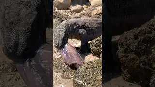 Komodo dragons try hard to catch squid