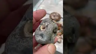 Hagg rock #stone #rockhounding ⚓️👍🧲