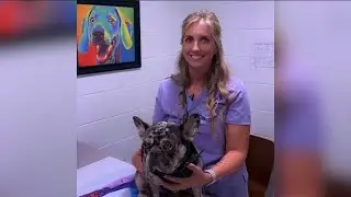 Virginia veterinarian struggles finding emergency care for her dog