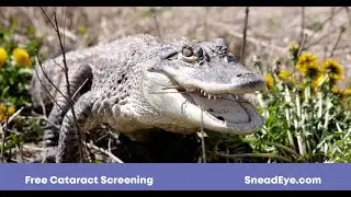 TV Commercial by Quenzel Marketing Agency for Snead Eye Group, SW Florida
