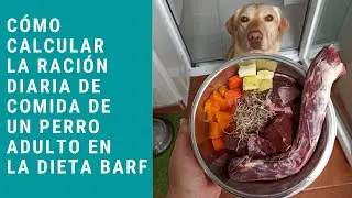 Cómo calcular la ración de comida de un perro adulto en la dieta BARF
