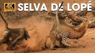 PARQUE NACIONAL DE LOP&Eacute; - La Zona de Emboscadas #animalessalvajes | Natureza Vida