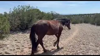 Reversing Desertification