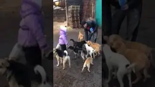 Кормление щенков и собак на конюшне 2