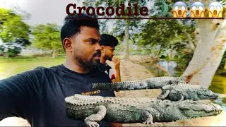 😱😳crocodile 🐊🐊view 🔥🔥in Pottuvil arugambay |kunjan odai bridge 