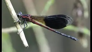 1130729 Formosan Gossamerwing （Euphaea formosa) is endemic to Taiwan.
