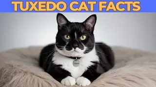 12 Hidden Facts Only Tuxedo Cat Owners Understand (You&rsquo;ll Recognize #7 Instantly)