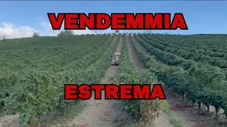 Vendemmia ESTREMA IN PURA COLLINA con vendemmiatrice Volentieri pellenc 8050 e tk95