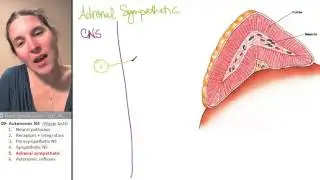 ANS 5- Adrenal sympathetic